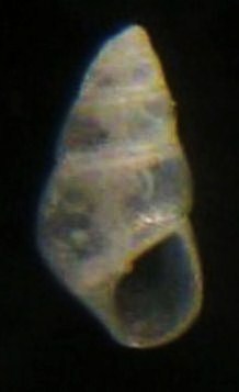 Odostomia carrozzai? Tarifa a riva